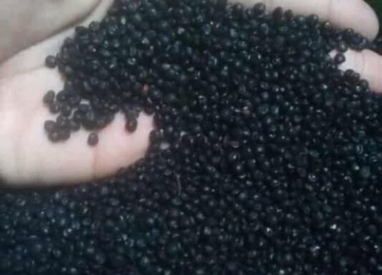 Asparagus Seed